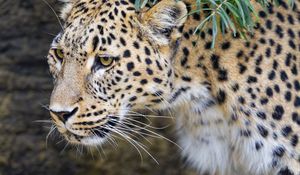 Preview wallpaper leopard, big cat, predator, animal, leaves, autumn