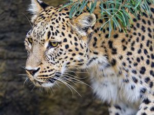 Preview wallpaper leopard, big cat, predator, animal, leaves, autumn