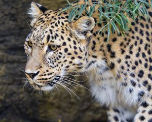 Preview wallpaper leopard, big cat, predator, animal, leaves, autumn
