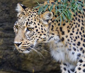 Preview wallpaper leopard, big cat, predator, animal, leaves, autumn