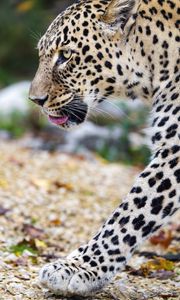 Preview wallpaper leopard, big cat, predator, animal, blur