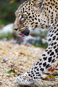 Preview wallpaper leopard, big cat, predator, animal, blur