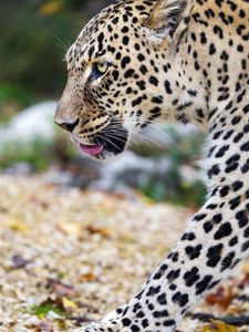 Preview wallpaper leopard, big cat, predator, animal, blur