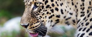 Preview wallpaper leopard, big cat, predator, animal, blur