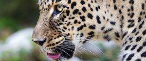 Preview wallpaper leopard, big cat, predator, animal, blur