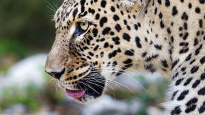 Preview wallpaper leopard, big cat, predator, animal, blur