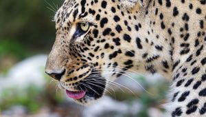 Preview wallpaper leopard, big cat, predator, animal, blur