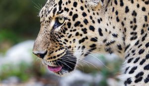 Preview wallpaper leopard, big cat, predator, animal, blur
