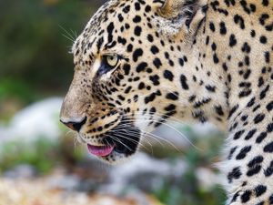 Preview wallpaper leopard, big cat, predator, animal, blur