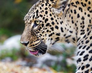 Preview wallpaper leopard, big cat, predator, animal, blur