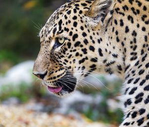 Preview wallpaper leopard, big cat, predator, animal, blur