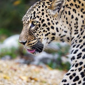 Preview wallpaper leopard, big cat, predator, animal, blur