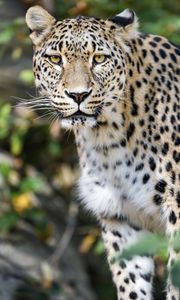 Preview wallpaper leopard, big cat, predator, animal, blur, wildlife