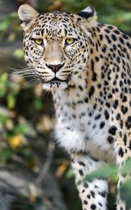 Preview wallpaper leopard, big cat, predator, animal, blur, wildlife