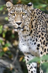Preview wallpaper leopard, big cat, predator, animal, blur, wildlife