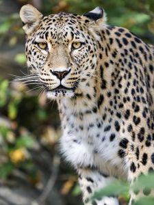 Preview wallpaper leopard, big cat, predator, animal, blur, wildlife