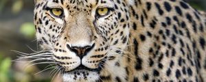 Preview wallpaper leopard, big cat, predator, animal, blur, wildlife