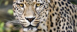 Preview wallpaper leopard, big cat, predator, animal, blur, wildlife
