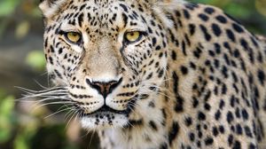 Preview wallpaper leopard, big cat, predator, animal, blur, wildlife