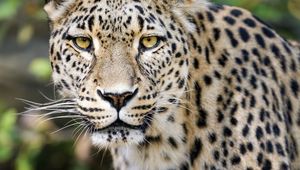 Preview wallpaper leopard, big cat, predator, animal, blur, wildlife