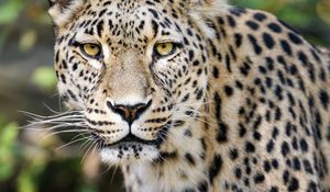Preview wallpaper leopard, big cat, predator, animal, blur, wildlife