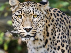 Preview wallpaper leopard, big cat, predator, animal, blur, wildlife