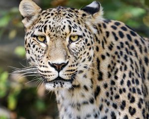 Preview wallpaper leopard, big cat, predator, animal, blur, wildlife