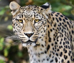 Preview wallpaper leopard, big cat, predator, animal, blur, wildlife