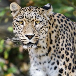 Preview wallpaper leopard, big cat, predator, animal, blur, wildlife