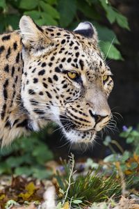 Preview wallpaper leopard, big cat, predator, animal, blur, leaves