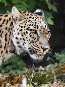 Preview wallpaper leopard, big cat, predator, animal, blur, leaves