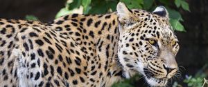 Preview wallpaper leopard, big cat, predator, animal, blur, leaves