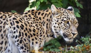 Preview wallpaper leopard, big cat, predator, animal, blur, leaves
