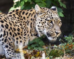 Preview wallpaper leopard, big cat, predator, animal, blur, leaves