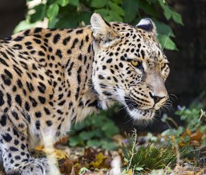 Preview wallpaper leopard, big cat, predator, animal, blur, leaves