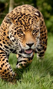 Preview wallpaper leopard, big cat, predator, escape