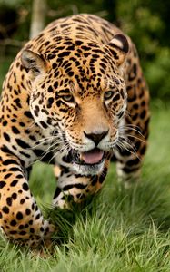 Preview wallpaper leopard, big cat, predator, escape