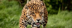 Preview wallpaper leopard, big cat, predator, escape