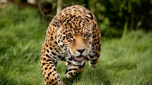 Preview wallpaper leopard, big cat, predator, escape