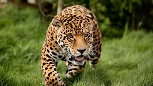 Preview wallpaper leopard, big cat, predator, escape