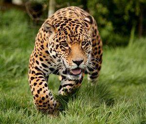 Preview wallpaper leopard, big cat, predator, escape