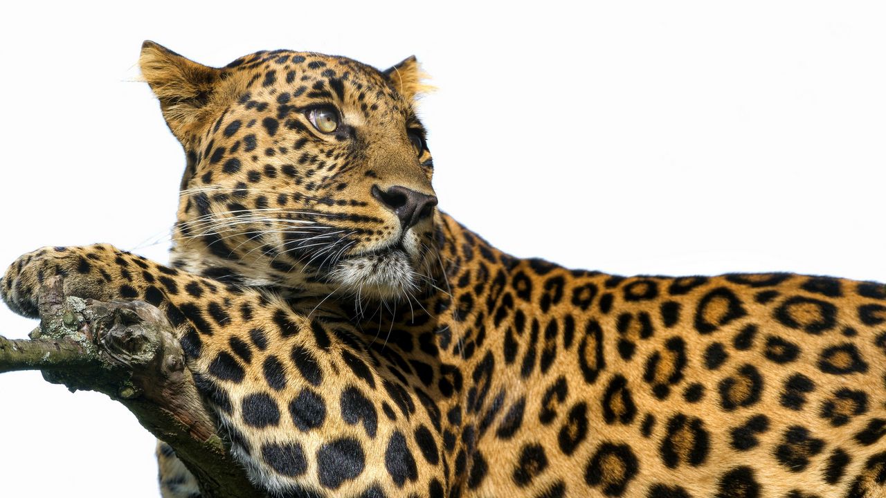 Wallpaper leopard, big cat, predator, spots