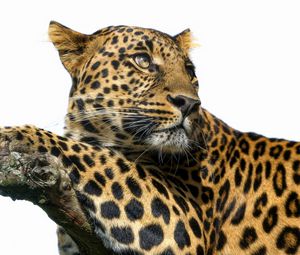 Preview wallpaper leopard, big cat, predator, spots