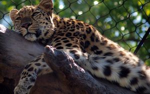 Preview wallpaper leopard, big cat, predator