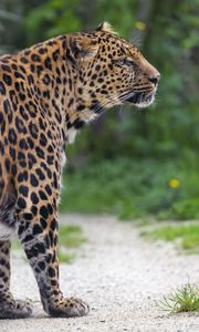 Preview wallpaper leopard, big cat, predator, animal, blur, wild