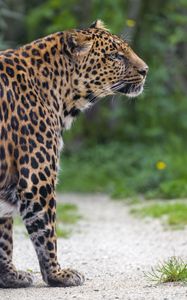 Preview wallpaper leopard, big cat, predator, animal, blur, wild