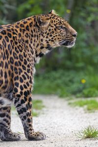 Preview wallpaper leopard, big cat, predator, animal, blur, wild