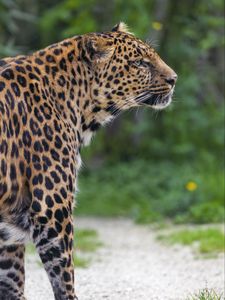 Preview wallpaper leopard, big cat, predator, animal, blur, wild