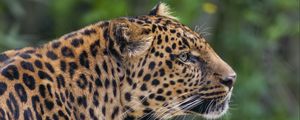 Preview wallpaper leopard, big cat, predator, animal, blur, wild