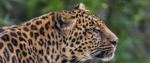 Preview wallpaper leopard, big cat, predator, animal, blur, wild